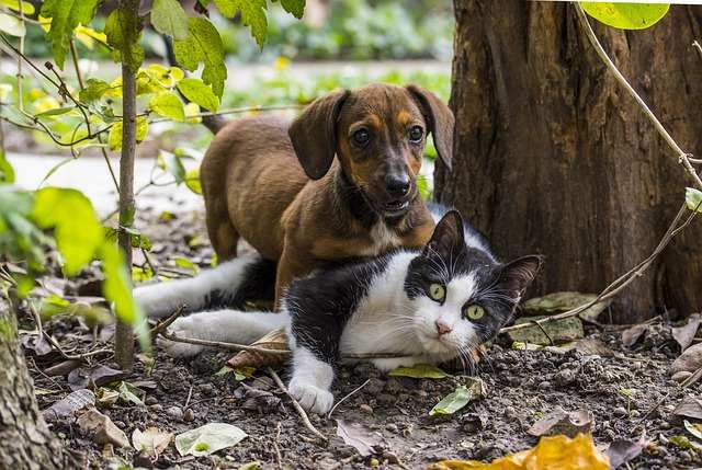 Pets Adozioni
