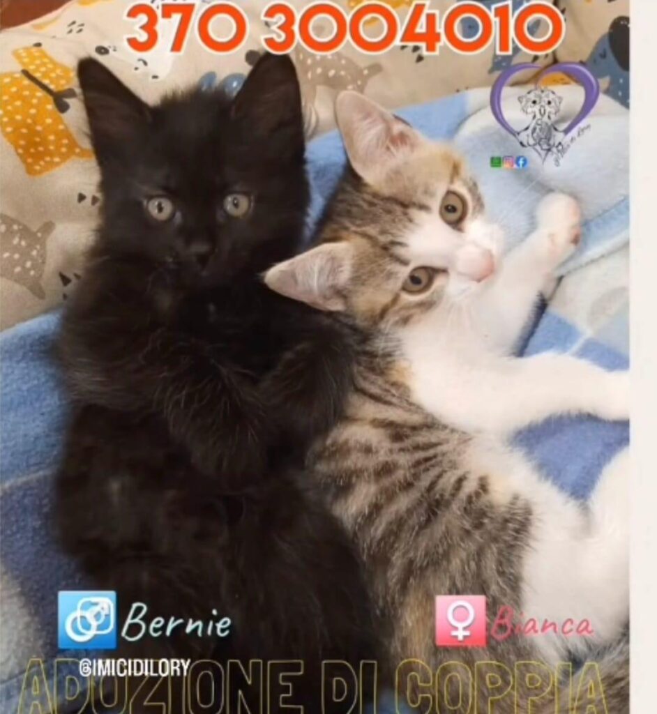 Nuova Lotteria Solidale gattini bisognosi