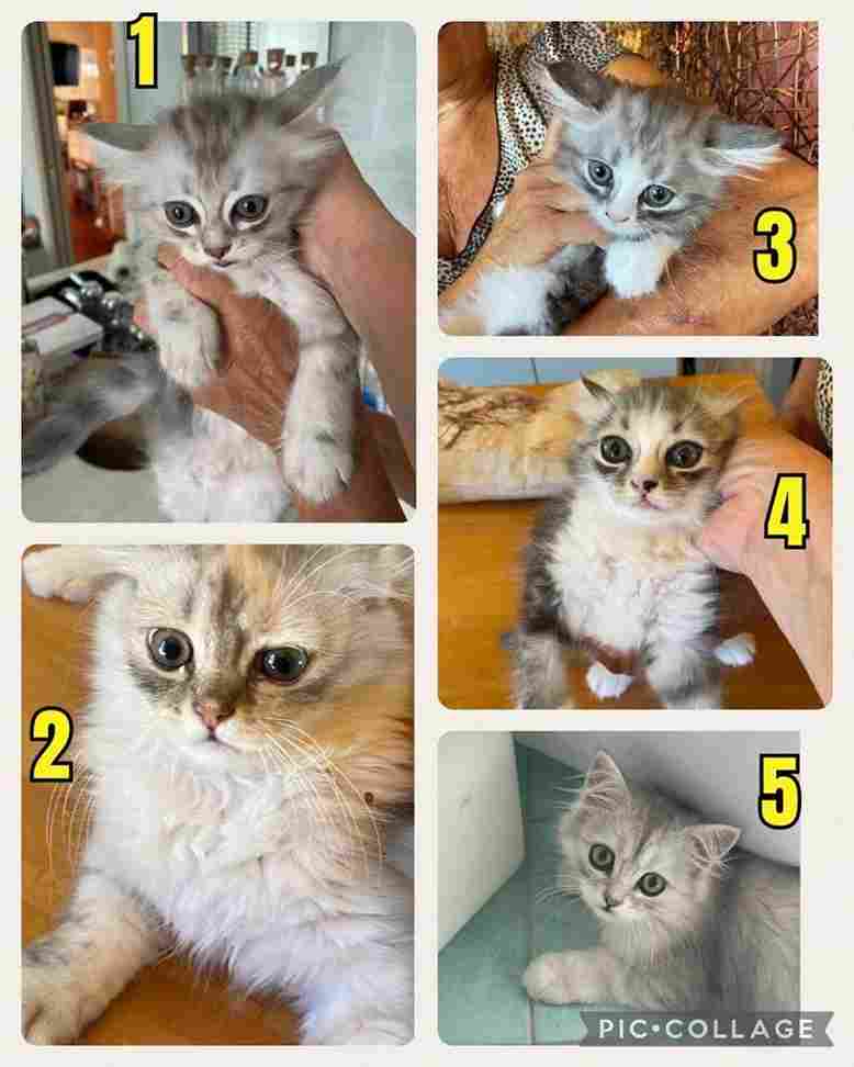 Nuona Lotteria solidale gattini bisognosi