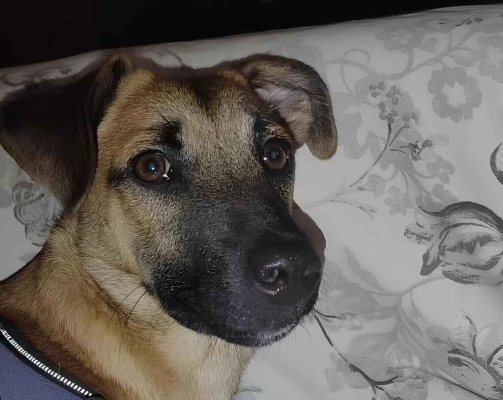 Thor cucciolo