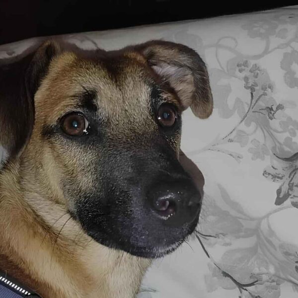 Thor: il dolce cucciolo egiziano salvato e trasferito in Italia è in cerca di un’adozione