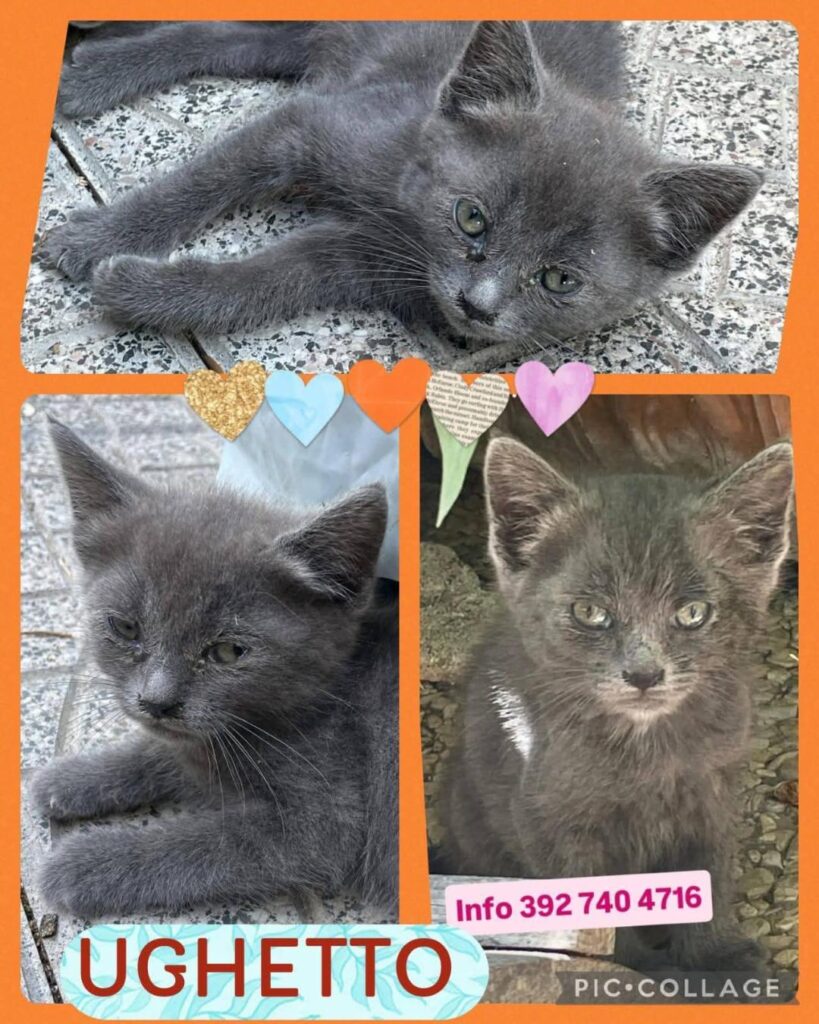 Nuova Lotteria Solidale gattini bisognosi