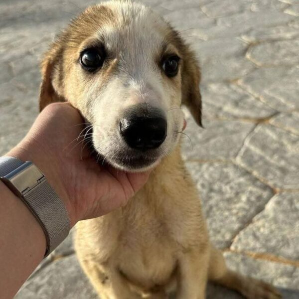 Ester: un cagnolino in Egitto bisognoso di cure e adozione: aiutateci a farlo venire in Italia