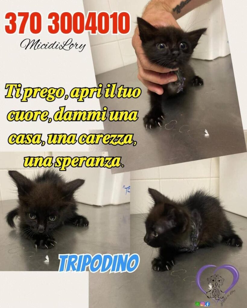 Nuova Lotteria solidale gattini bisognosi