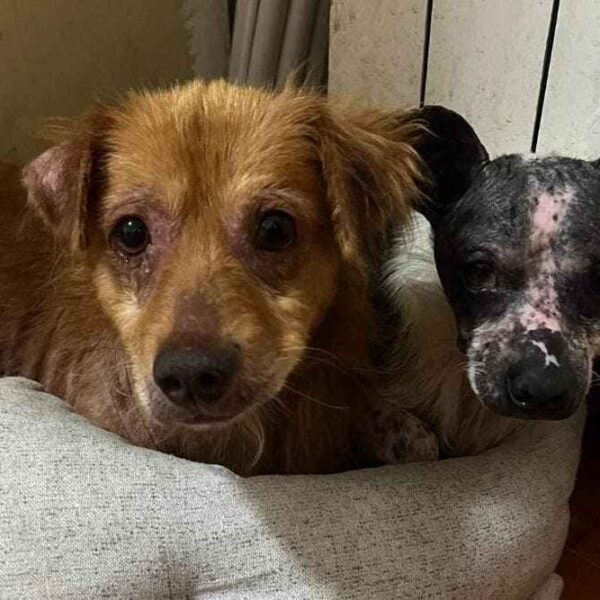 La Casa dei Catorci: abbiamo bisogno del vostro aiuto per salvare questi cagnolini dolci e bisognosi