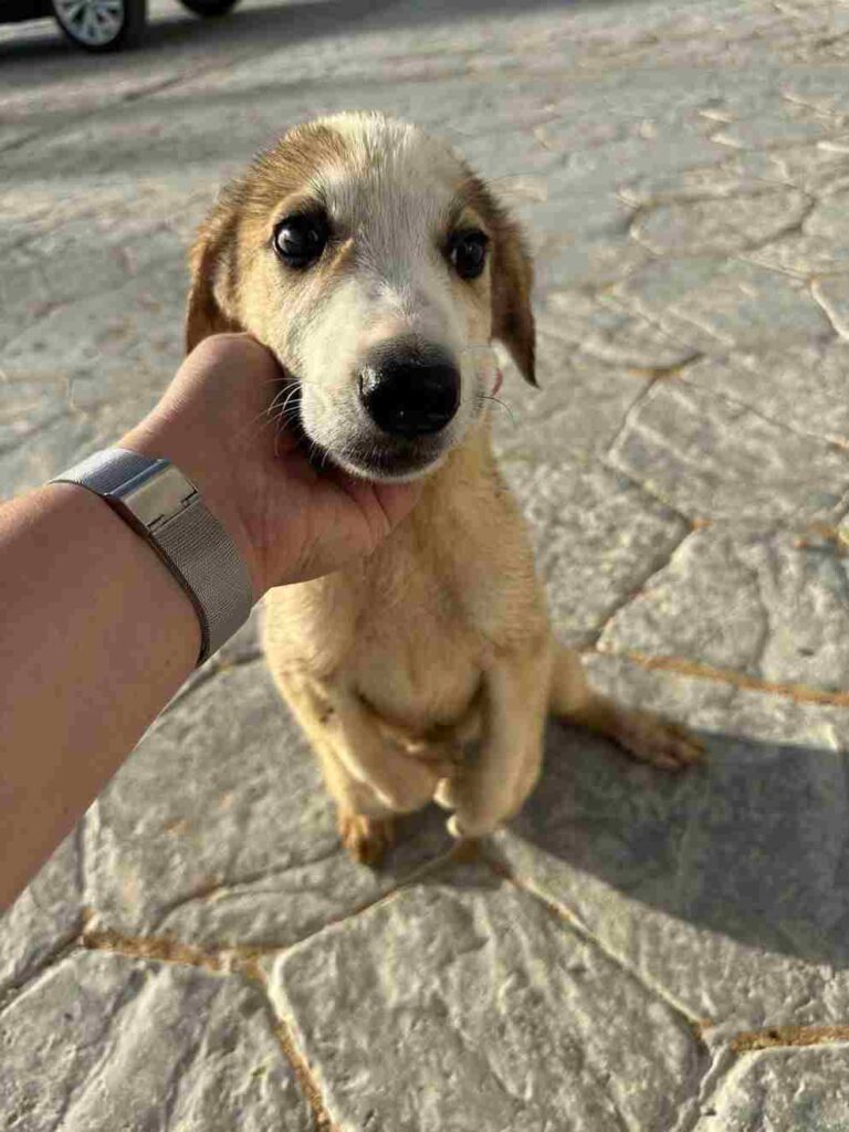 cani randagi volontario Egitto