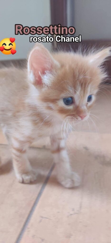 Nuova lotteria Solidale gattini bisognosi