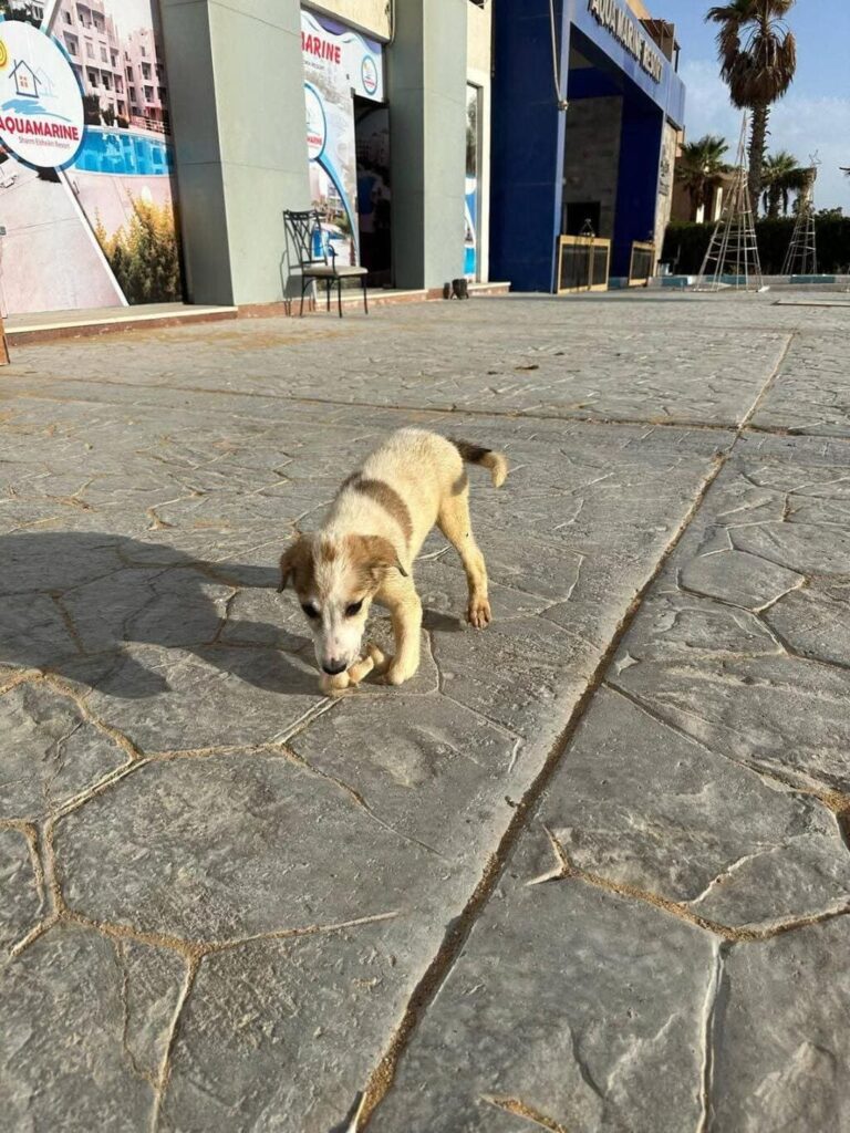 cani ranmdagi volontario Egitto