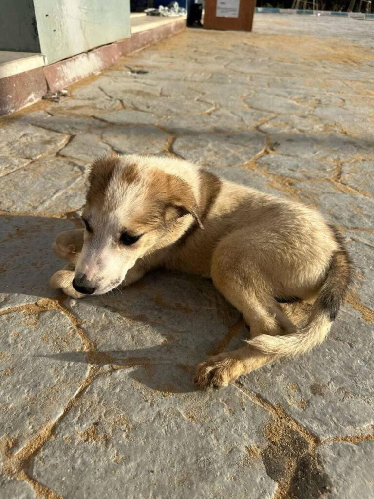 cani randagi volontario Egitto