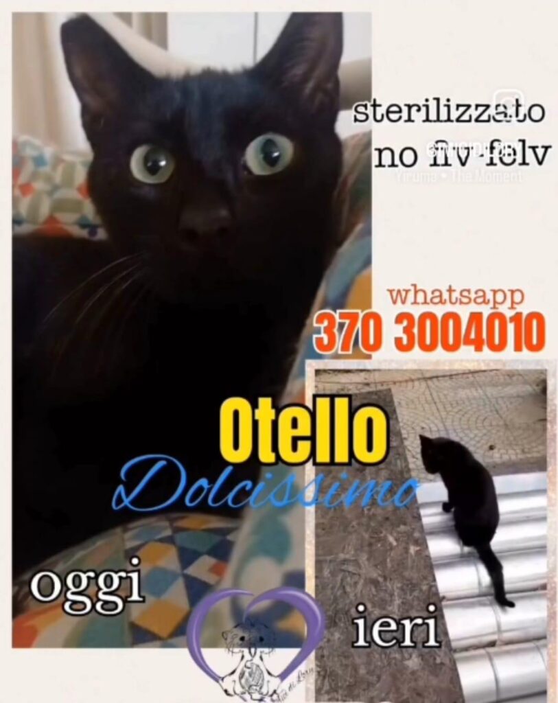 Nuova lotteria Solidale gattini bisognosi