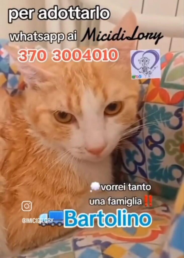 Nuova Lotteria solidale gattini bisognosi