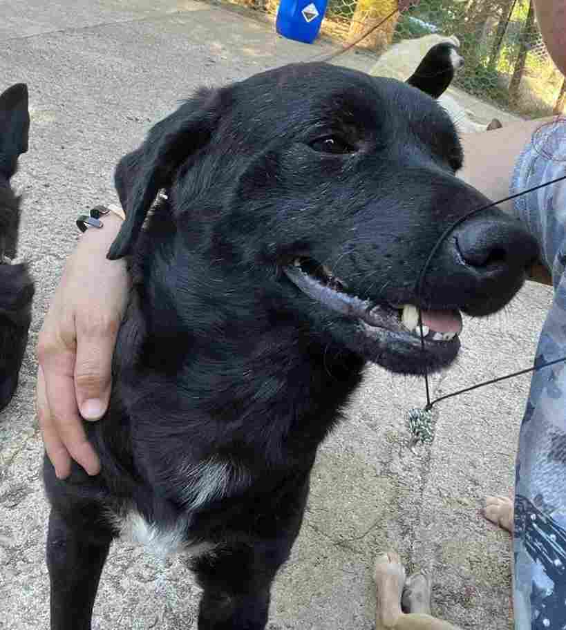 Casa dei Catorci cagnolini in difficoltà