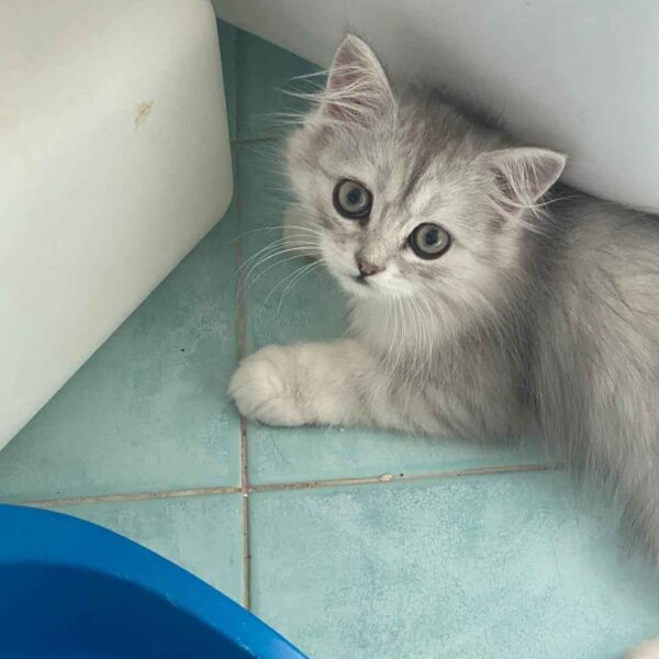 I Mici di Lory: lancio della Nuova Lotteria Solidale per aiutare i nostri gattini bisognosi