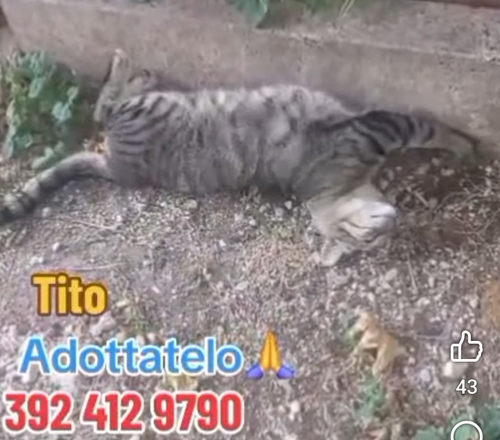 No all'abbandono gattini pelosetti bisognosi