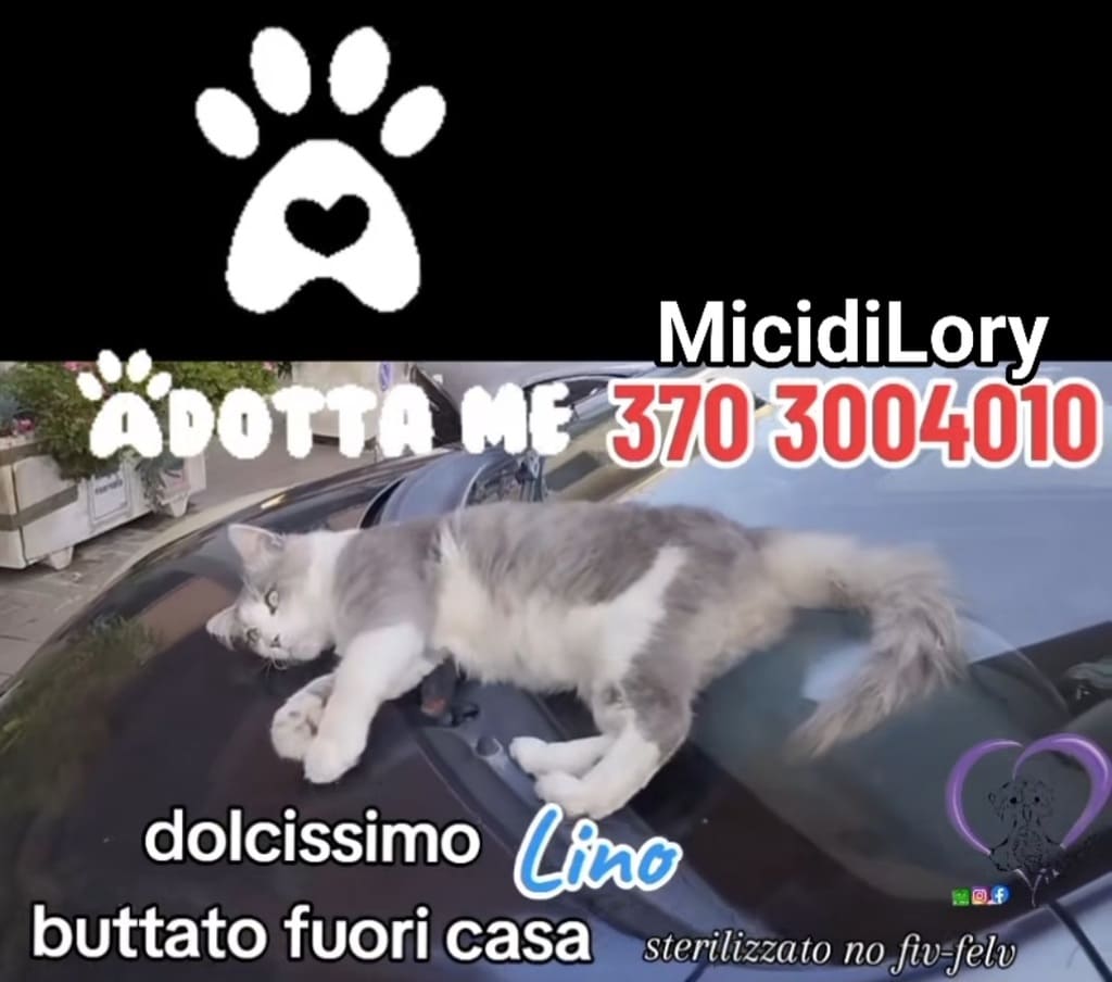 No all'abbandono gattini pelosetti bisognosi