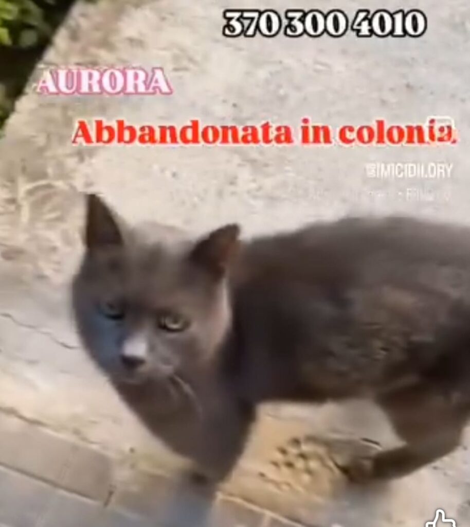 No all'abbandono gattini pelosetti bisognosi