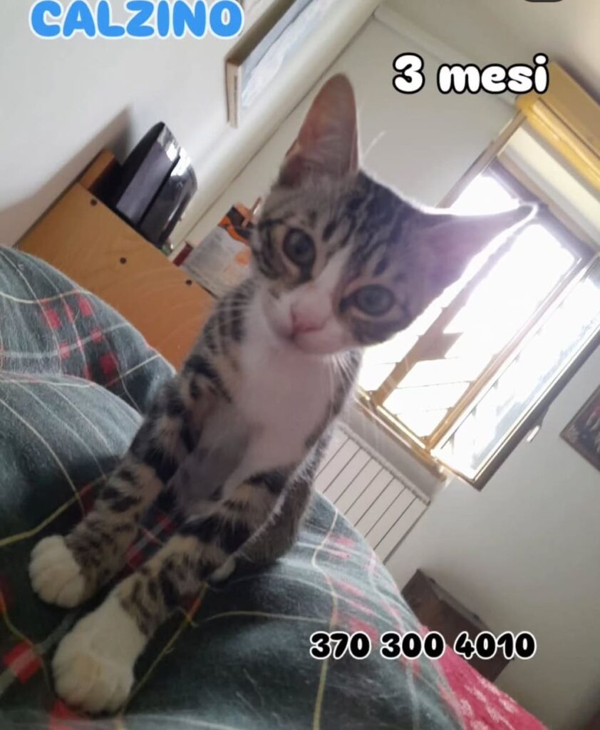 No all'abbandono gattini pelosetti bisognosi