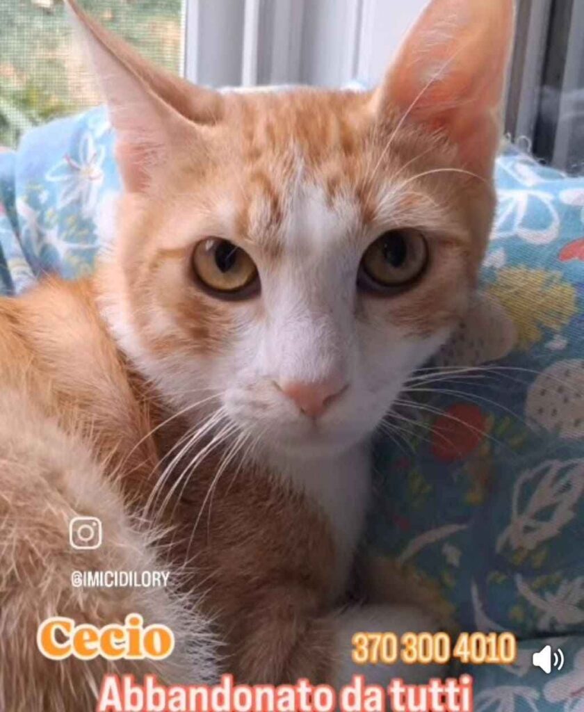 adozioni gattini benessere pelosetti