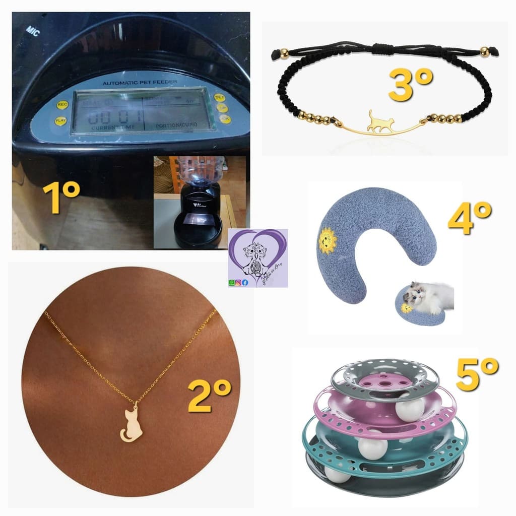 Lotteria solidale gatti abbandonati