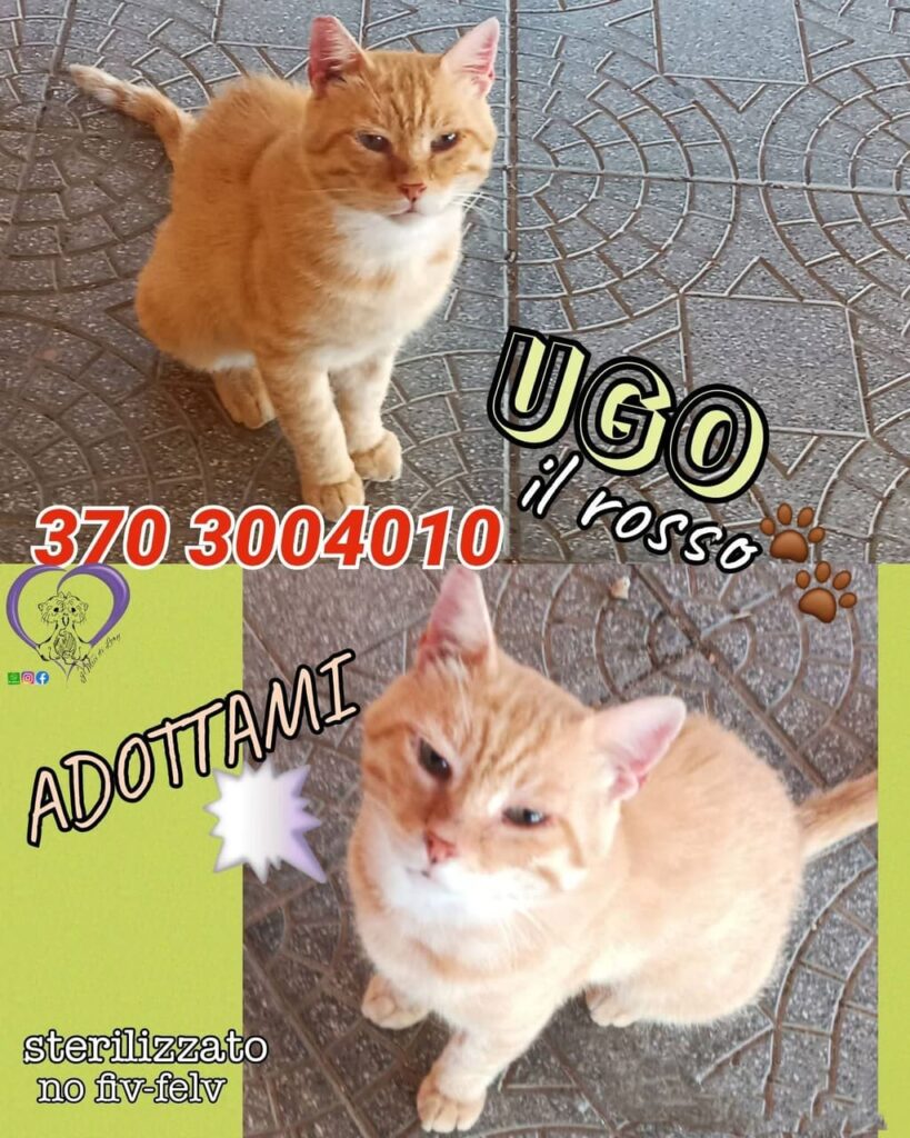 No all'abbandono gattini pelosetti bisognosi