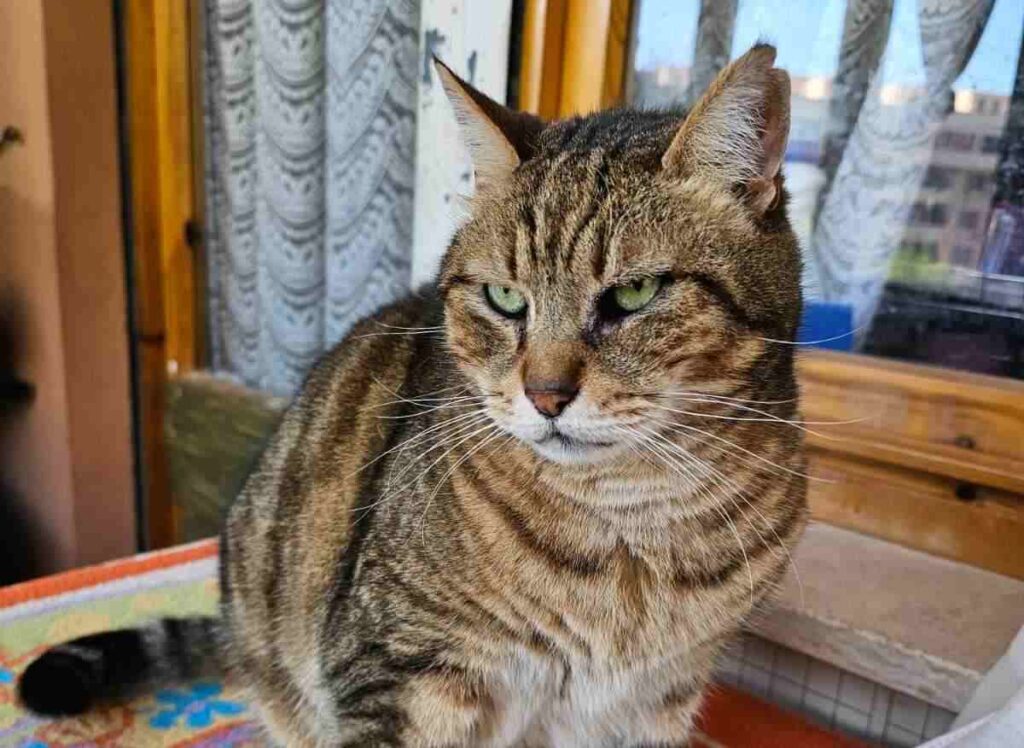 GIORNATA INTERNAZIONALE DEL GATTO