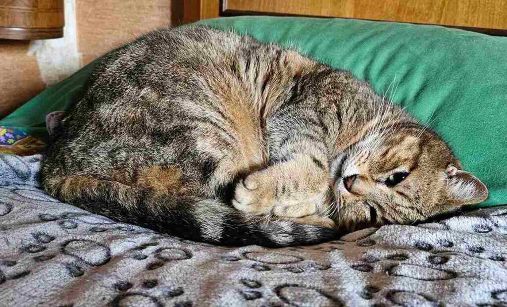 GIORNATA INTERNAZIONALE DEL GATTO