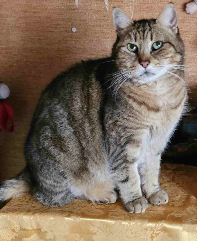 GIORNATA INTERNAZIONALE DEL GATTO