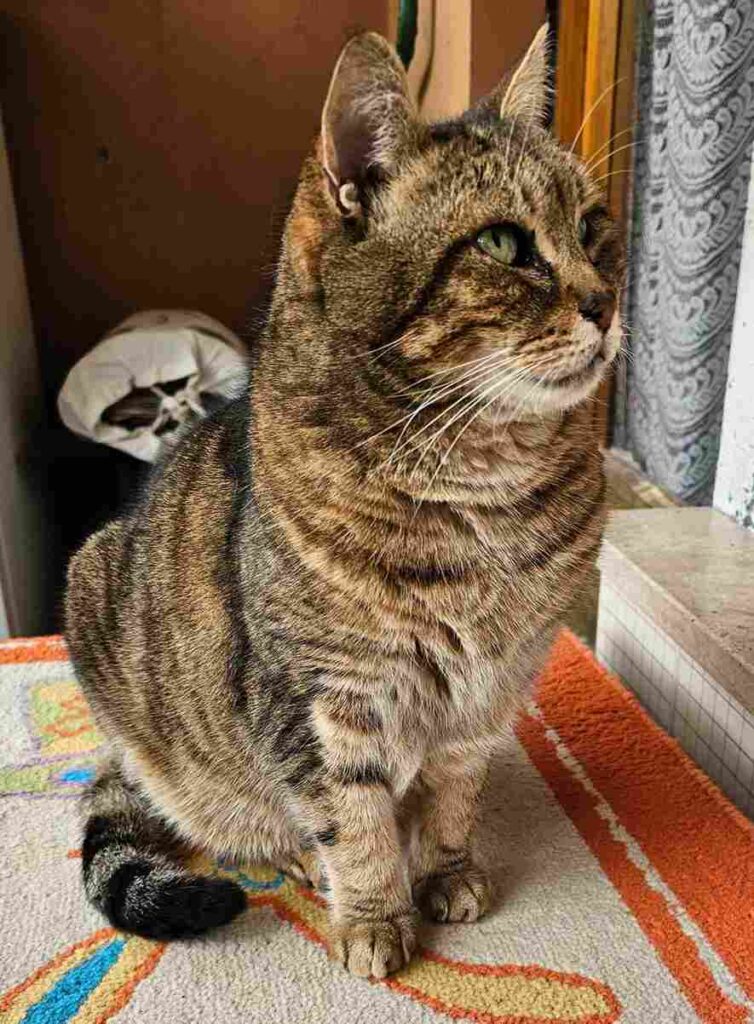 GIORNATA INTERNAZIONALE DEL GATTO