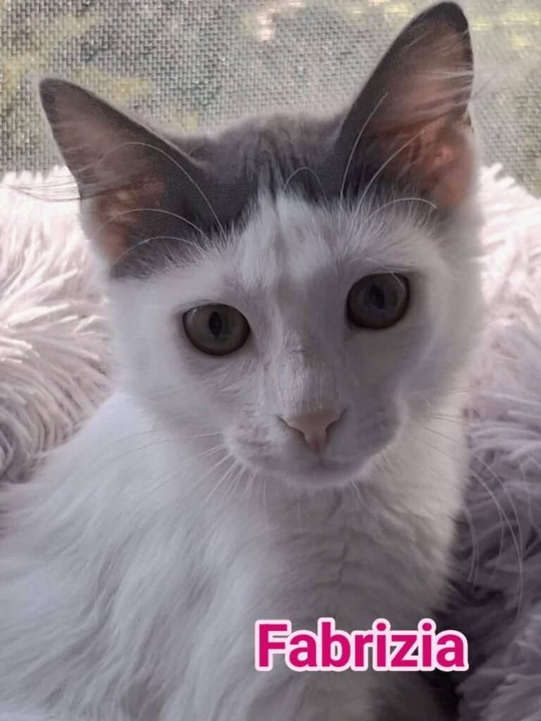 No all'abbandono gattini pelosetti bisognosi