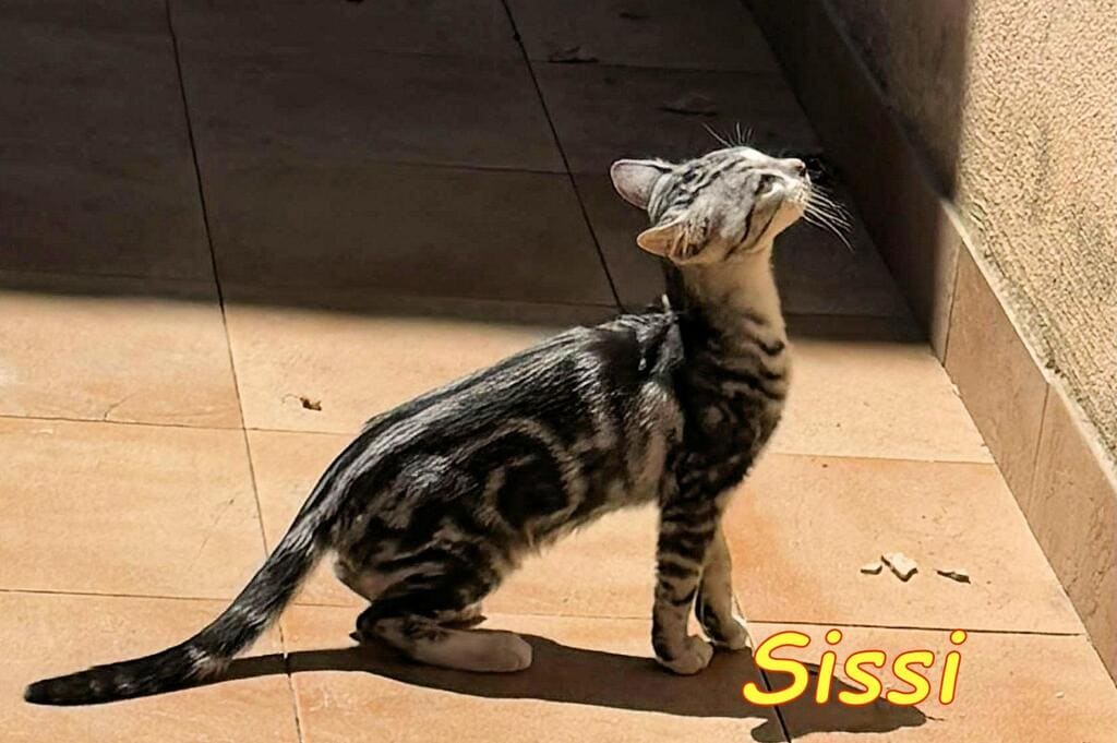 No all'abbandono gattini pelosetti bisognosi
