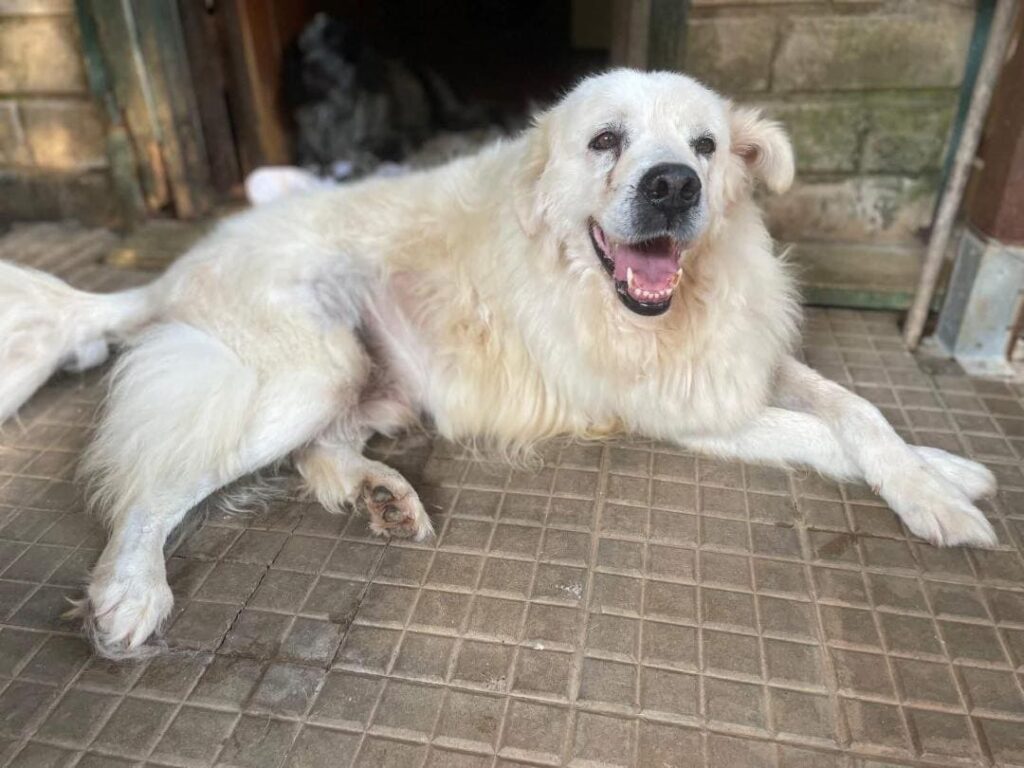adozione pelosetti cani gatti