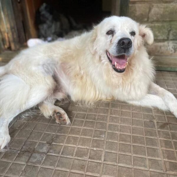 La Casa dei Catorci: aiutateci a trovare una famiglia a questi dolci cagnolini