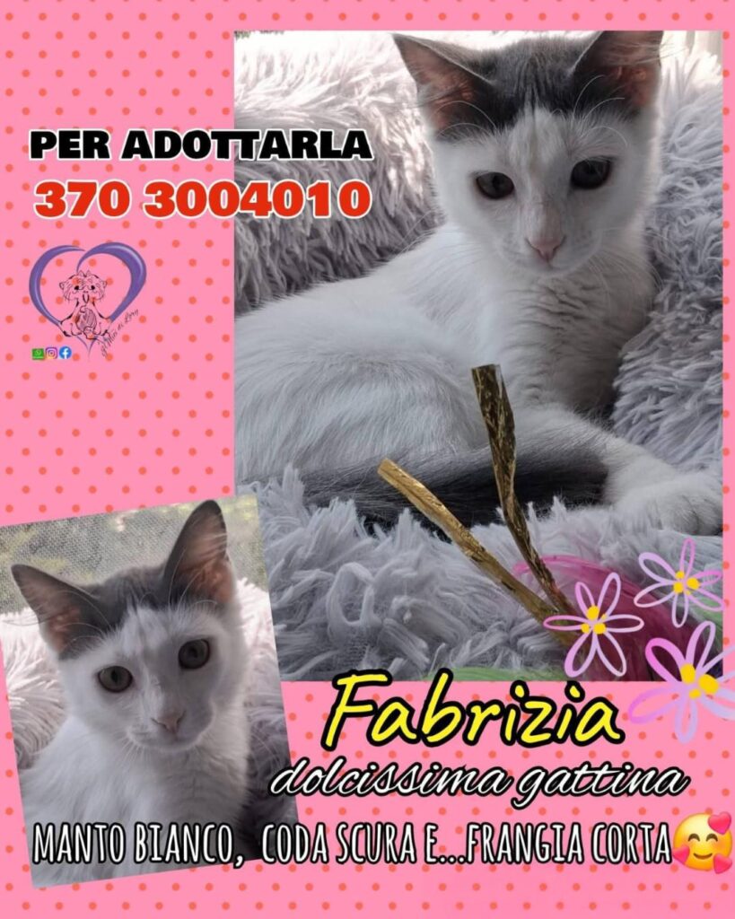 No all'abbandono gattini pelosetti bisognosi
