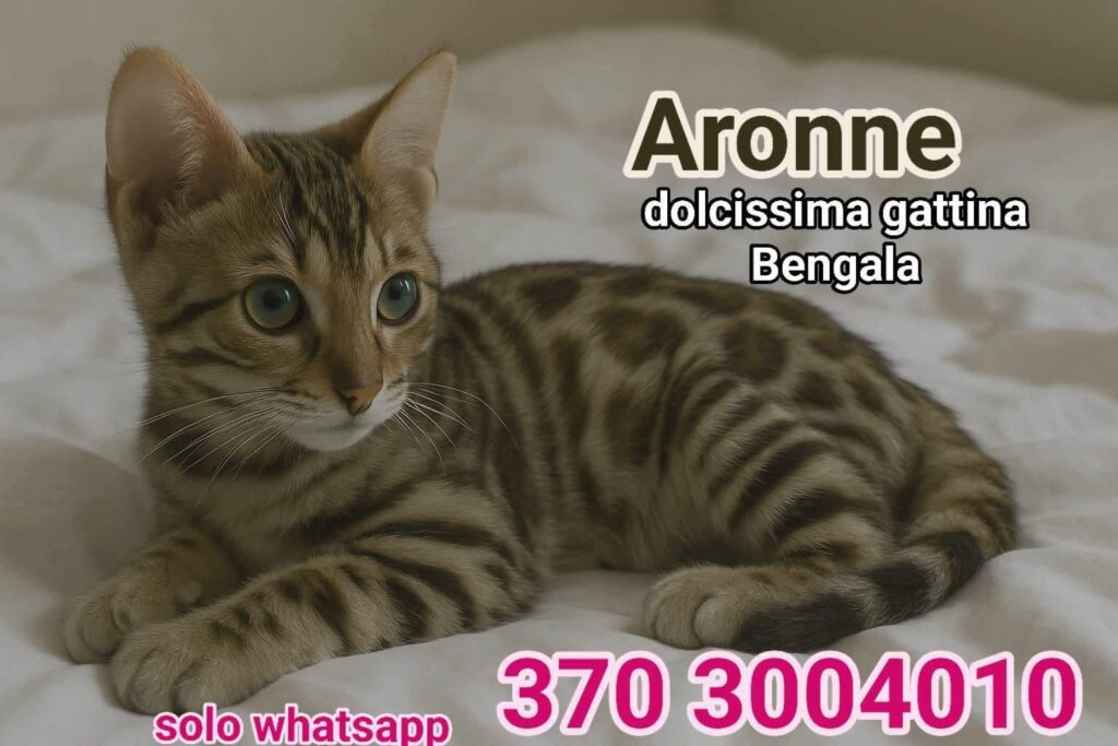 No all'abbandono gattini pelosetti bisognosi