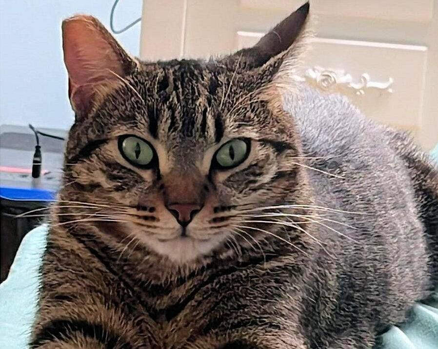No all'abbandono gattini pelosetti bisognosi