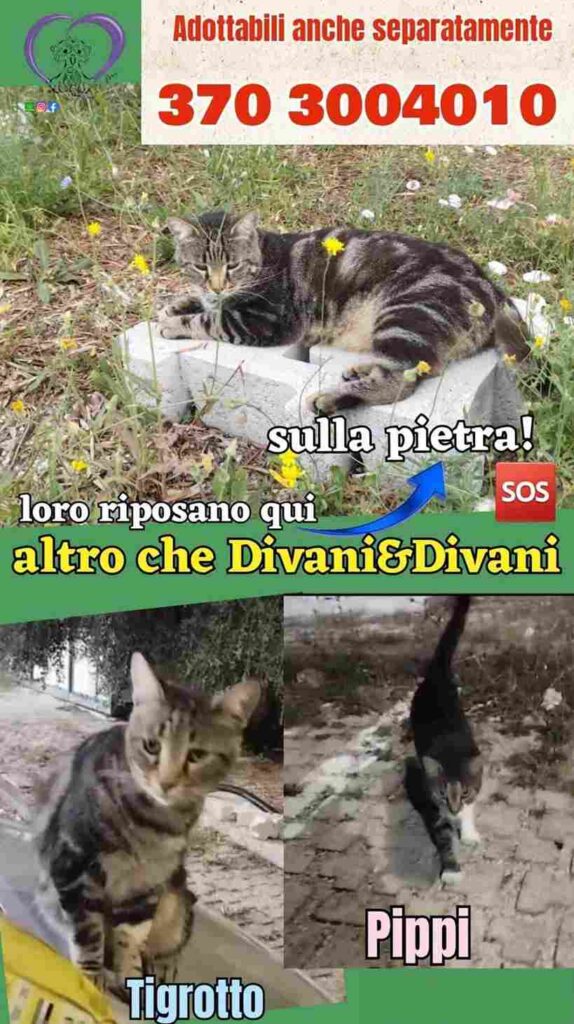 adozioni gattini benessere pelosetti
