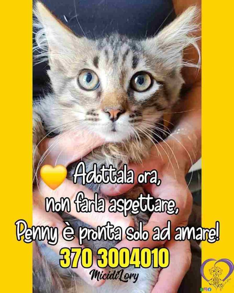 lotteria solidale gatti abbandonati