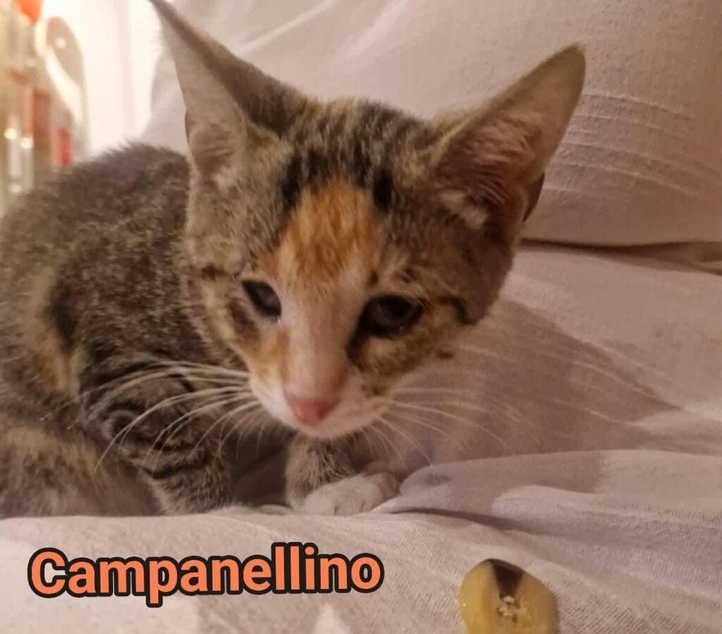 adozioni gattini benessere pelosetti