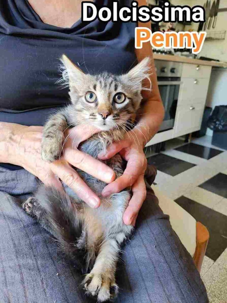 lotteria solidale gatti abbandonati