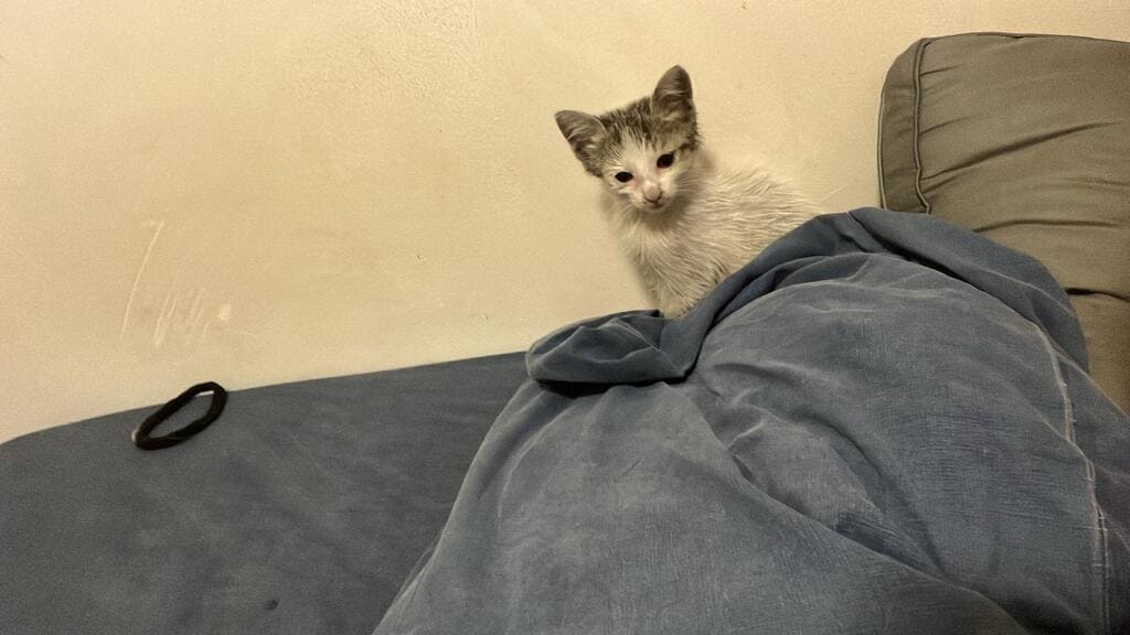 adozione pelosetti cani gatti