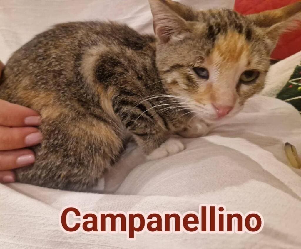 adozioni gattini benessere pelosetti