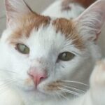 Lotteria solidale gatti abbandonati
