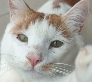 Lotteria solidale gatti abbandonati