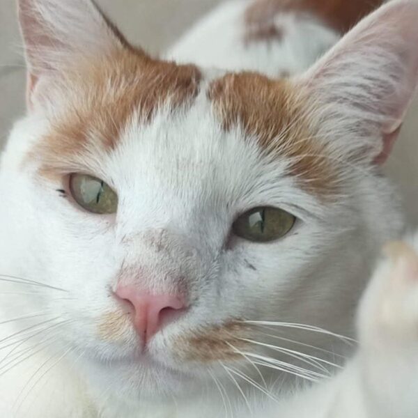I Mici di Lory: torna la Lotteria Solidale per aiutare i gattini abbandonati