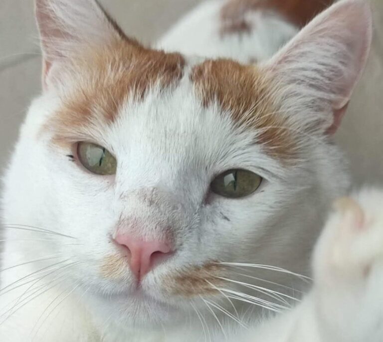 Lotteria solidale gatti abbandonati