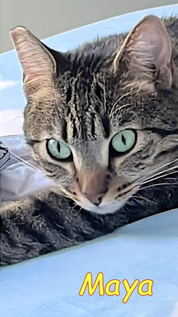 No all'abbandono gattini pelosetti bisognosi