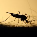 West Nile Virus: cosa sapere per proteggersi