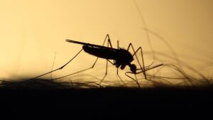 West Nile Virus: cosa sapere per proteggersi