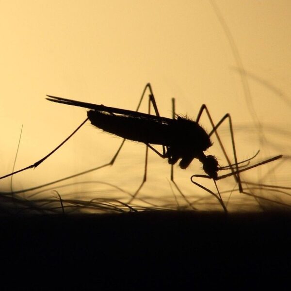West Nile Virus: Sintomi e cosa sapere per proteggersi