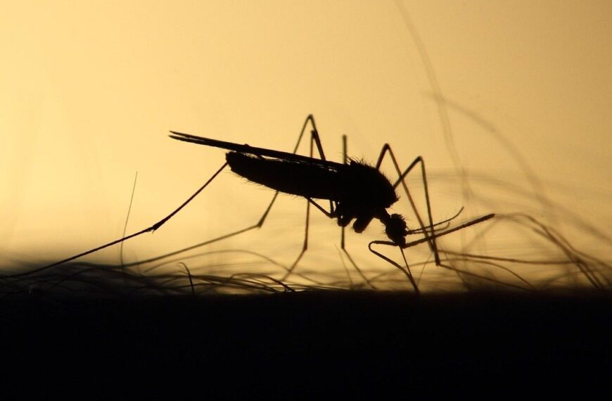 West Nile Virus: cosa sapere per proteggersi
